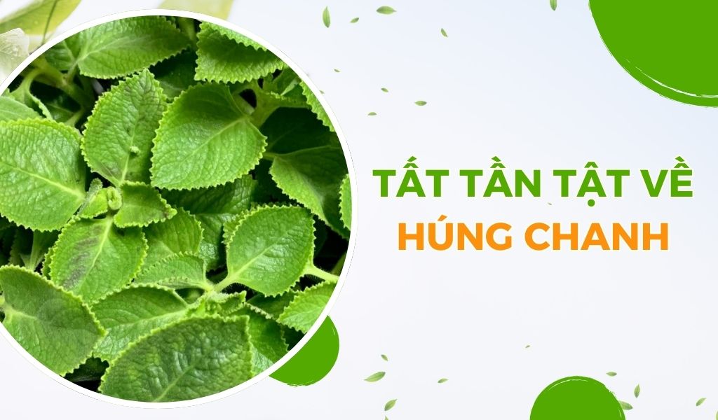 Húng chanh: Công dụng và ứng dụng trong đời sống